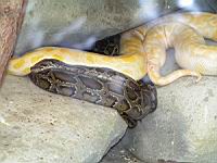 Python molure, Python mlolurus bivittatus (ord Squamates)(ss-ord Ophidiens)(fam Pythonides) (Photo F. Mrugala) (1)